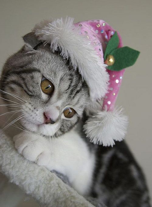 Новогодние котики - ну очень милые картинки