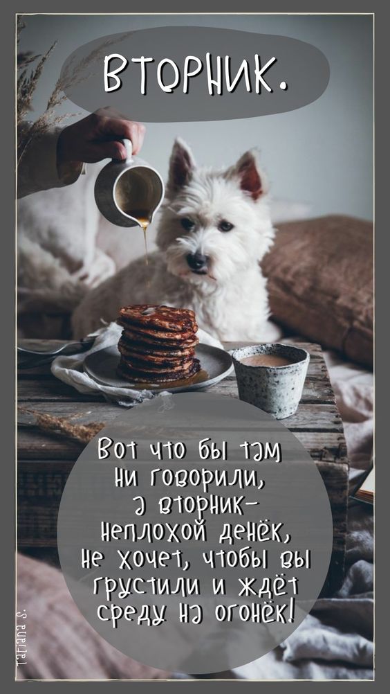 Прикольные открытки "Доброе утро вторника!" с животными и людьми
