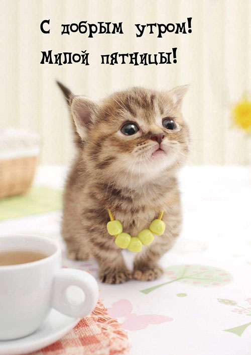 Картинки "Доброе утро пятницы" с котиками и собачками