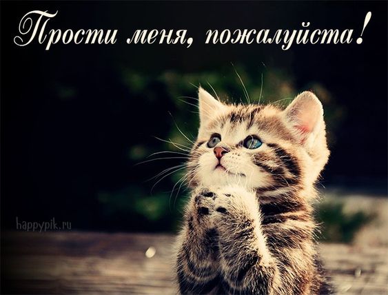 Красивые картинки с котами, кошечками, котиками и надписью "Прости меня"