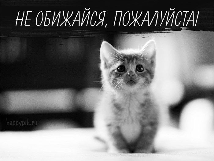 Красивые картинки с котами, кошечками, котиками и надписью "Прости меня"