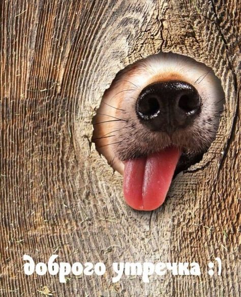 Самые прикольные открытки "Доброе утро" со смешными собаками
