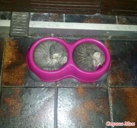 Смешные котики в посуде