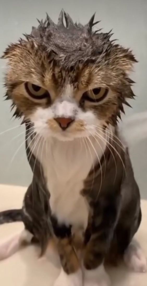 Смешные коты моются