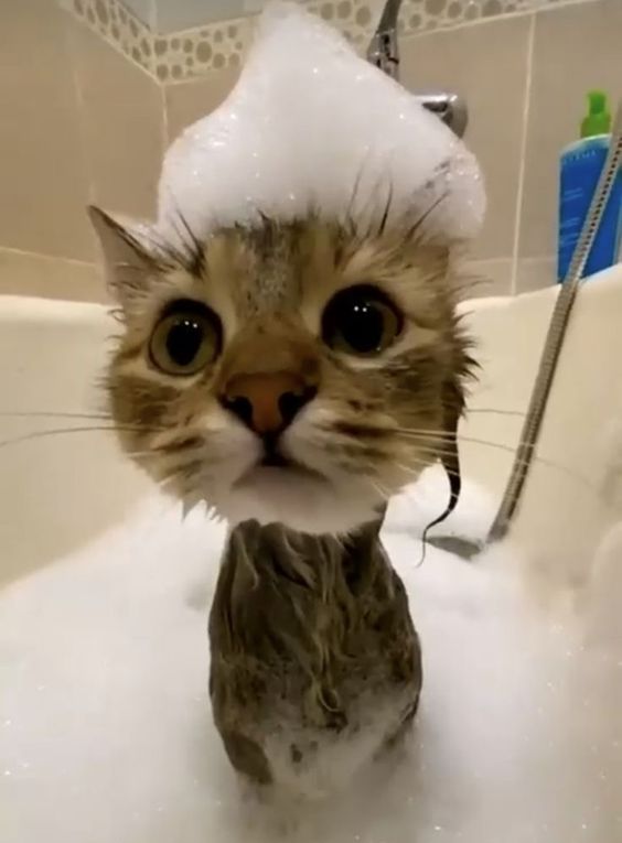 Смешные коты моются