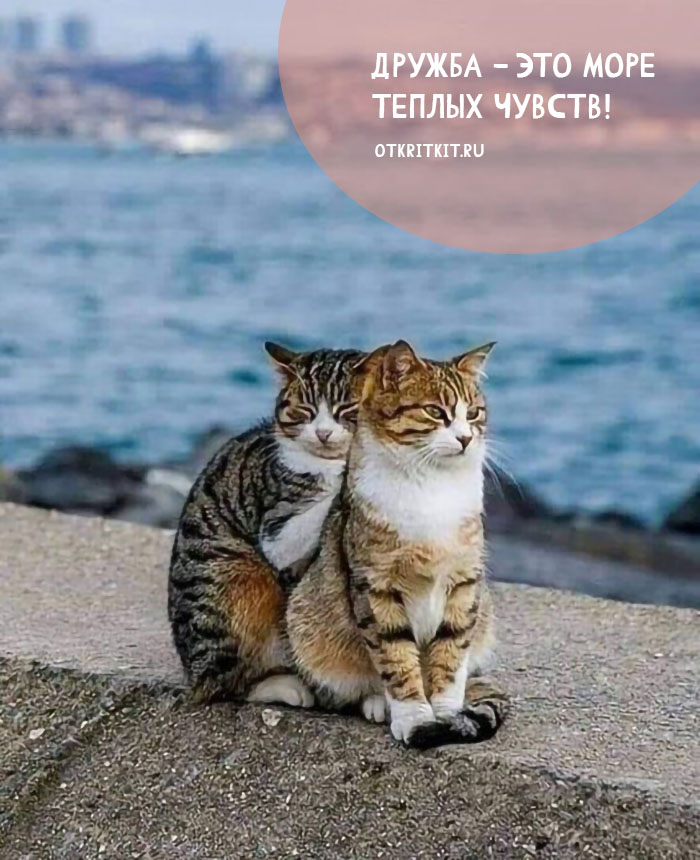 Смешные коты - фото с надписями про дружбу