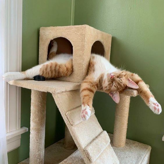 Смешные коты во сне