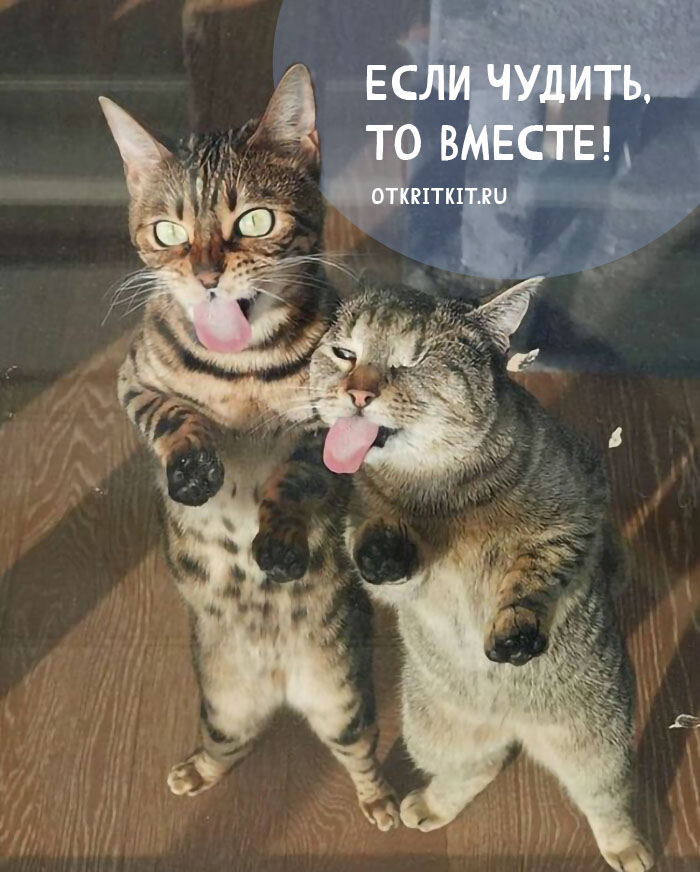 Смешные коты - фото с надписями про дружбу