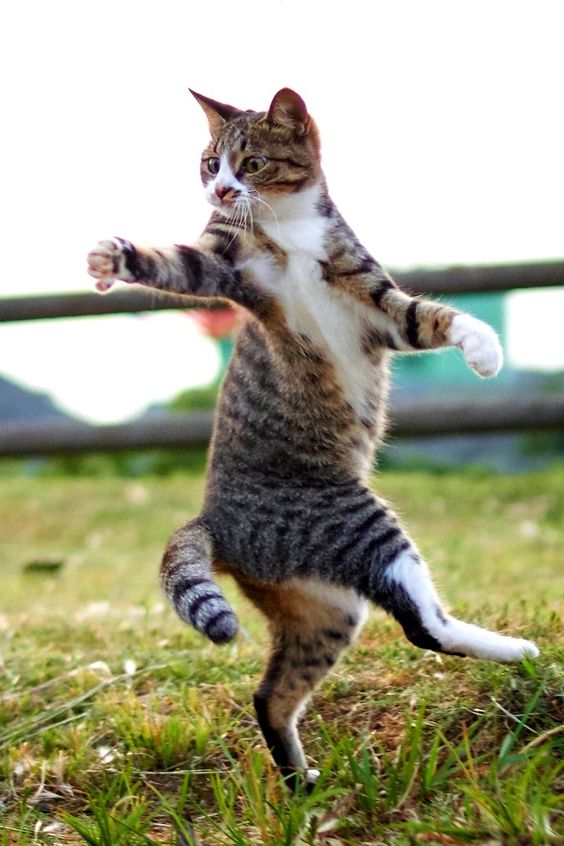 Смешные коты танцуют