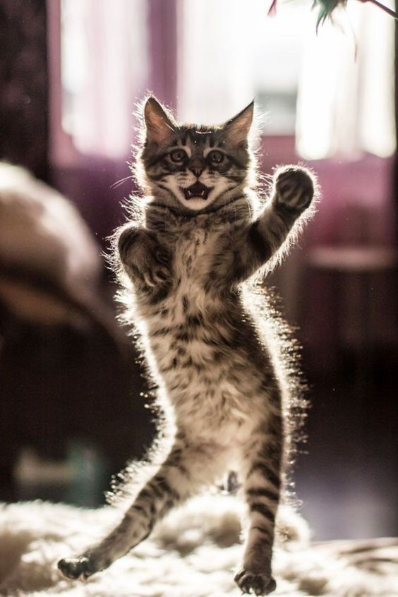 Смешные коты танцуют