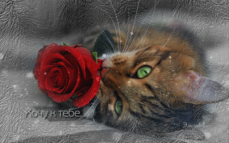 Открытка, я жду тебя и скучаю с букетами цветов для любимой девушки (котик, красная роза)