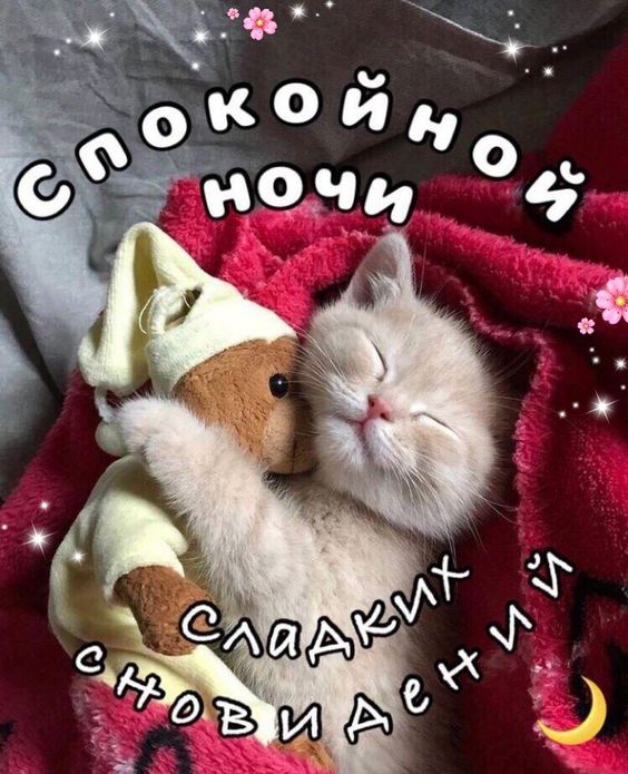 Прикольные открытки Спокойной ночи с котиками