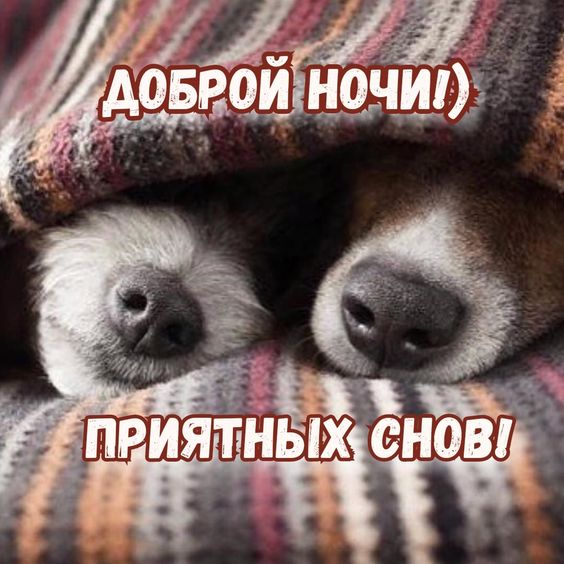Прикольные открытки Спокойной ночи с собачками