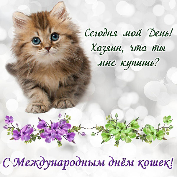 Прикольные открытки на День кошек