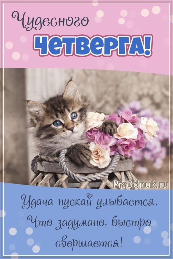 Красивые открытки "С добрым утром четверга" с котиками.